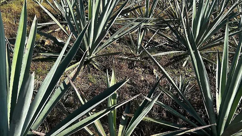 Agaves Casa Armando
